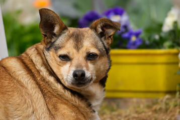 Cute portrait of a small dog