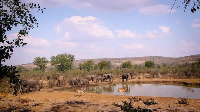 Nyala group and African bush elephant herd in waterhole in Kruger National park, South Africa ; Specie Loxodonta africana family of Elephantidae