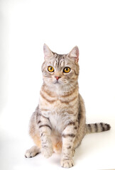 Tabby cat sitting while raised its front paws up and looking forword  on white background