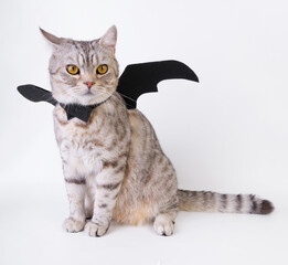 Halloween cat,portrait kitty wear black bat wing isolated on white background