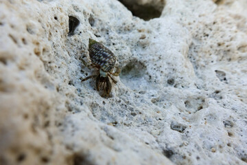 hermit crab in ishigaki, okinawa, japan