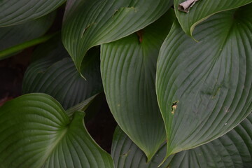 close up of green leaves