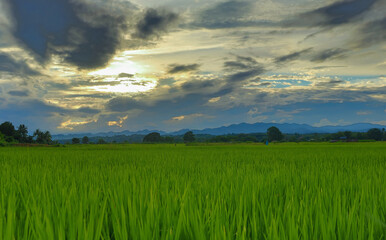 Green rice fields in the rainy season beautiful natural scenery