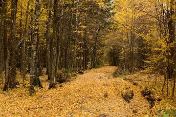 Autumn park and forest under clear clear sky