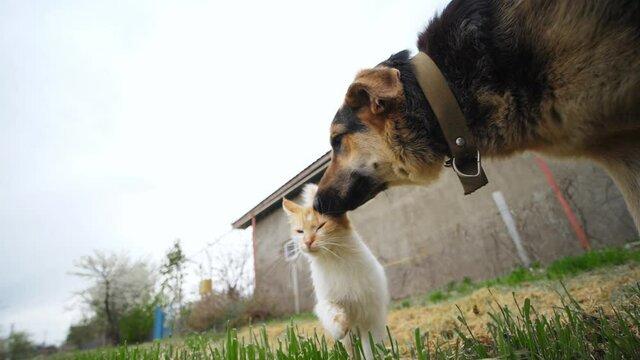 Domestic animals wide filmed from a ground level.Cute cat and big dog funny play on a village grass near the camera
