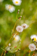Piente de león plannta flor