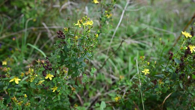 St. John's wort is a medicinal plant in the field. Static chamber wind movement. High quality 4k footage