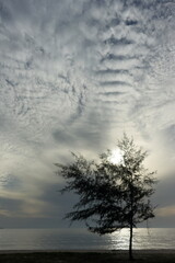 Fototapeta na wymiar silhouette, pine trees, morning
