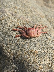 crab on the beach