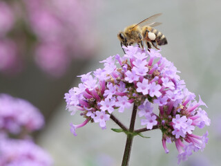 bee on flower
