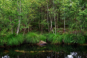 Mare au joncs biological reserve in Fontainebleau forest