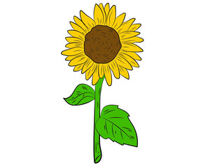 Sunflower vector illustration. Sunflower isolated. Botanical flower illustration. Yellow summer flower. Vector illustration