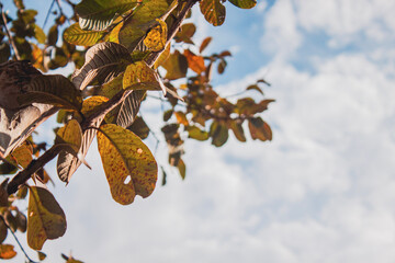 Fall Autumn