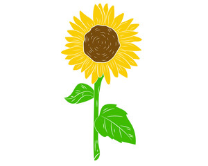 Sunflower vector illustration. Sunflower isolated. Botanical flower illustration. Yellow summer flower. Vector illustration