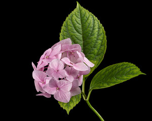 Inflorescence of the tenderly pink flowers of hydrangea, isolated on black background