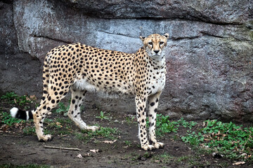 Südafrikanische Gepard ( Acinonyx jubatus jubatus ).