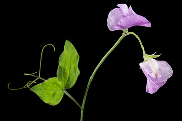 Violet flower of sweet pea, isolated on black background