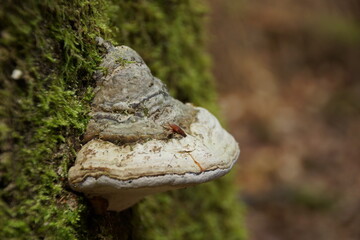 Fototapeta premium Echter Zunderschwamm (Fomes fomentarius)