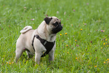 A little pug stands in a green meadow with flowers and attentively observes the surroundings. Hardly any other breed of dog is so popular and controversial at the same time.