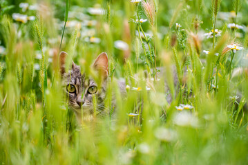 Gato Cat © joangasconcomas