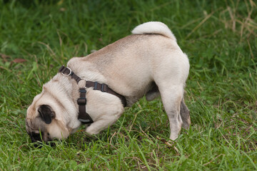 With its paw raised like a hunting dog, a little pug sniffs in the green grass.