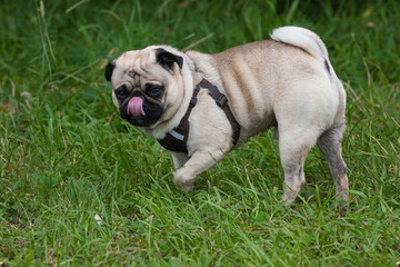 Fototapeta premium Little, funny pug stands in the green grass and sticks out his tongue.