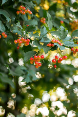  Ripe Viburnum bush with red berries in the garden. Summer and autumn background