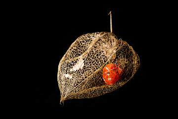 Physalis