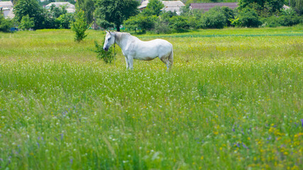 Fototapeta premium field grass. white horse out of focus, on green grass in the field. white horse stands in an agriculture field with juicy grass in sunny weather. strong, hardy and fast animal. grazing in the meadow