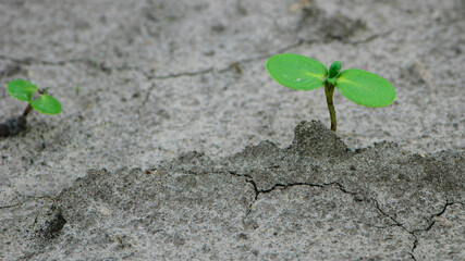 sunflower sprout, green leaves, closeup. giving life, a small green sprout in the ground. soil with...