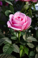 Close up of one pink or purple bright tender rose. Blurred green leaves background. Romantic mood.