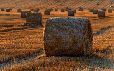 Landscape, field, Morava, harvest