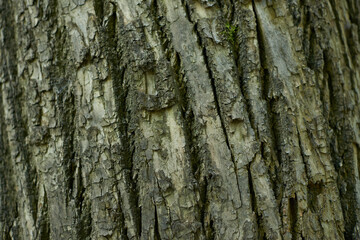 Closeup Tree Bark Texture For Background , Old Wood Tree background surface natural pattern