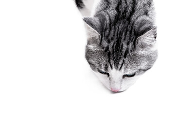 Fototapeta premium Gray cat on white background with copy space