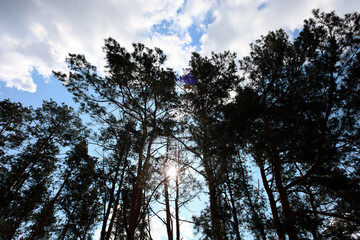 pine forest view from the bottom up on the branches of trees through which the sun's rays of light break through