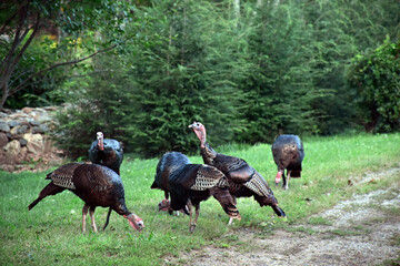Wild turkey flock grazing in a field