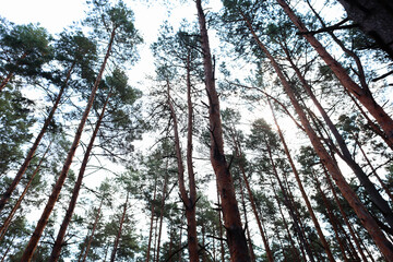 pine forest on the background of the blue sky view from the bottom up