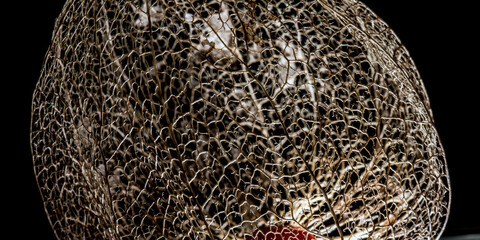 Physalis