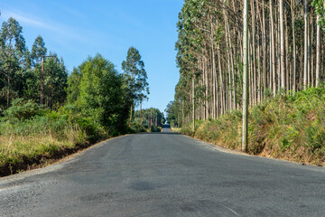 Roads in rural northern spain surrounded by large eucalyptus plantations. High quality photo