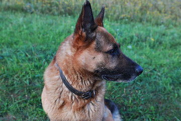 portrait of a young beautiful german shepherd