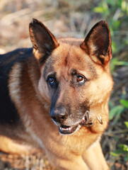 portrait of a young beautiful german shepherd