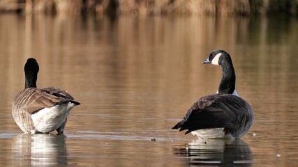 country goose family on the water