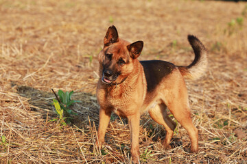 portrait of a young beautiful german shepherd