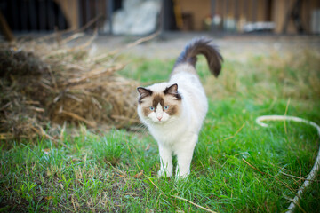 beautiful young cat of Ragdoll breed walks on outdoors