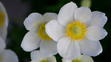 Naklejka na ściany i meble Anemone sylvestris. delicate flowers in the garden, in the flowerbed. floral background. beautiful delicate Anemone sylvestris. white flowers on a natural green background. close-up