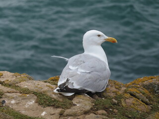 Fototapeta premium Saltee Island Ireland