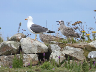 Fototapeta premium Saltee Island Ireland