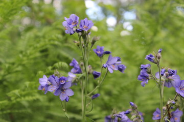Ground Morning Glory Convolvulaceae sabatius Viv. in the forest. Close-up. Floral plants outdoors. Nice green. A trail in the forest among a beautiful spring landscape. Walking path in a mixed forest
