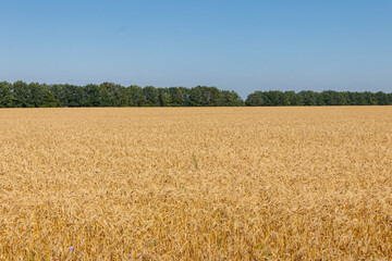 Field of ripe golden wheat