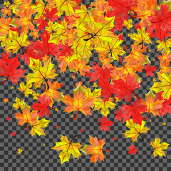 Fototapeta na wymiar Golden Leaves Background Transparent Vector. Foliage Down Frame. Colorful Flying Leaf. Isolated Plant Design.